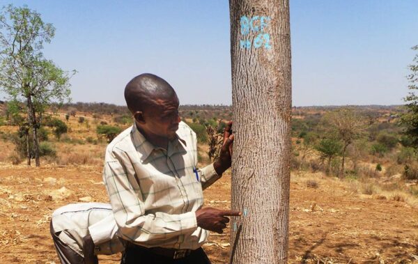 Planting Process of Mukau Trees - Part 1 - Trees4CO2